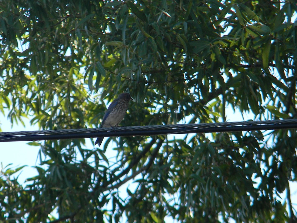 Bluebird on Wire  by sfeldphotos