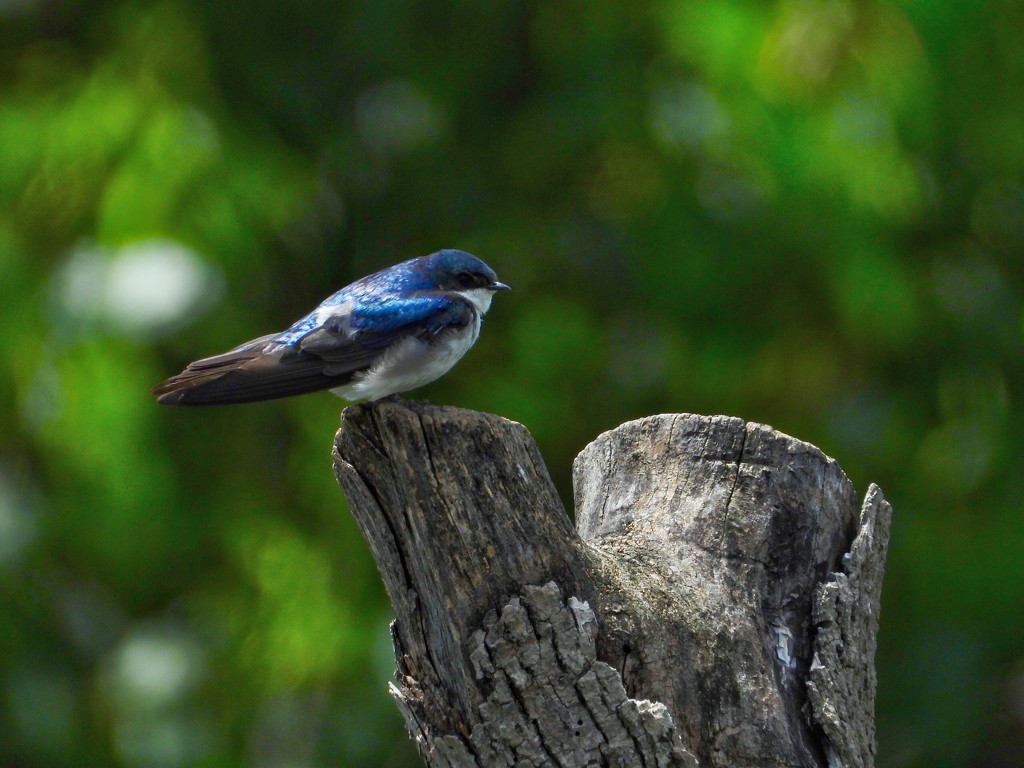 Tree swallow on a tree stump by amyk