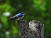 8th Aug 2019 - Tree swallow on a tree stump