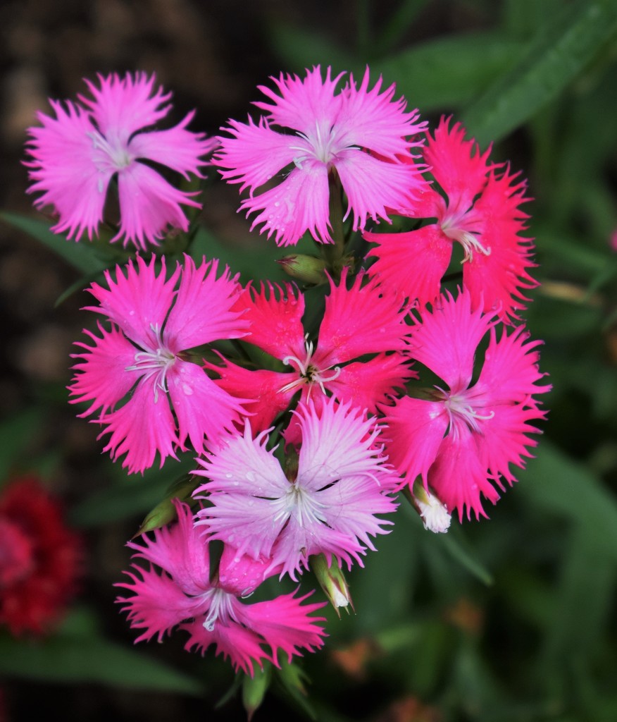 Dianthus Pink by sandlily