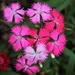 Dianthus Pink by sandlily