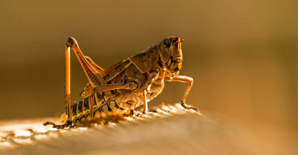 Eastern Lubber Grasshopper Without It's Antenna! by rickster549
