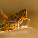Eastern Lubber Grasshopper Without It's Antenna! by rickster549