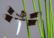 8th Aug 2019 - Dragonfly Day