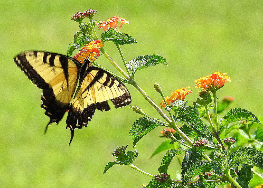 Yellow Swallowtail Butterfly by homeschoolmom