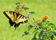 8th Aug 2019 - Yellow Swallowtail Butterfly