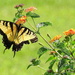 Yellow Swallowtail Butterfly by homeschoolmom