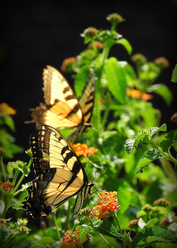 Two yellow swallowtails by homeschoolmom