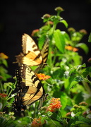 8th Aug 2019 - Two yellow swallowtails