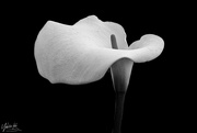9th Aug 2019 - Arum Lily