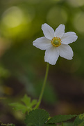 8th Aug 2019 - Sunny Day Anemone