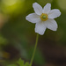 Sunny Day Anemone by lstasel