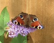 2nd Aug 2019 - Butterfly