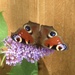 Butterfly by lellie