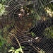 Cobweb by pattyblue