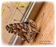 9th Aug 2019 - Painted Lady Butterfly Sheltering From The Rain, In Our  Carport
