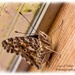 Painted Lady Butterfly Sheltering From The Rain, In Our  Carport by carolmw