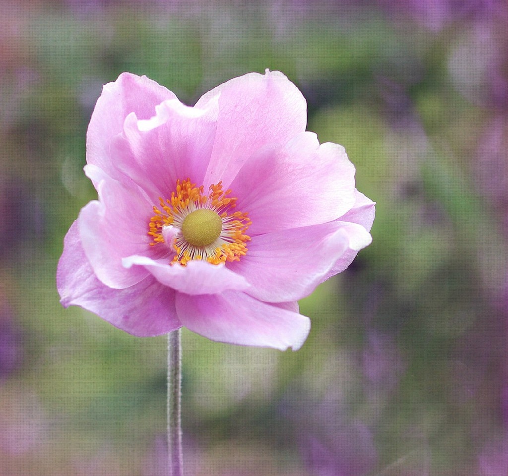 Pink Anemone. by wendyfrost