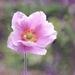 Pink Anemone. by wendyfrost