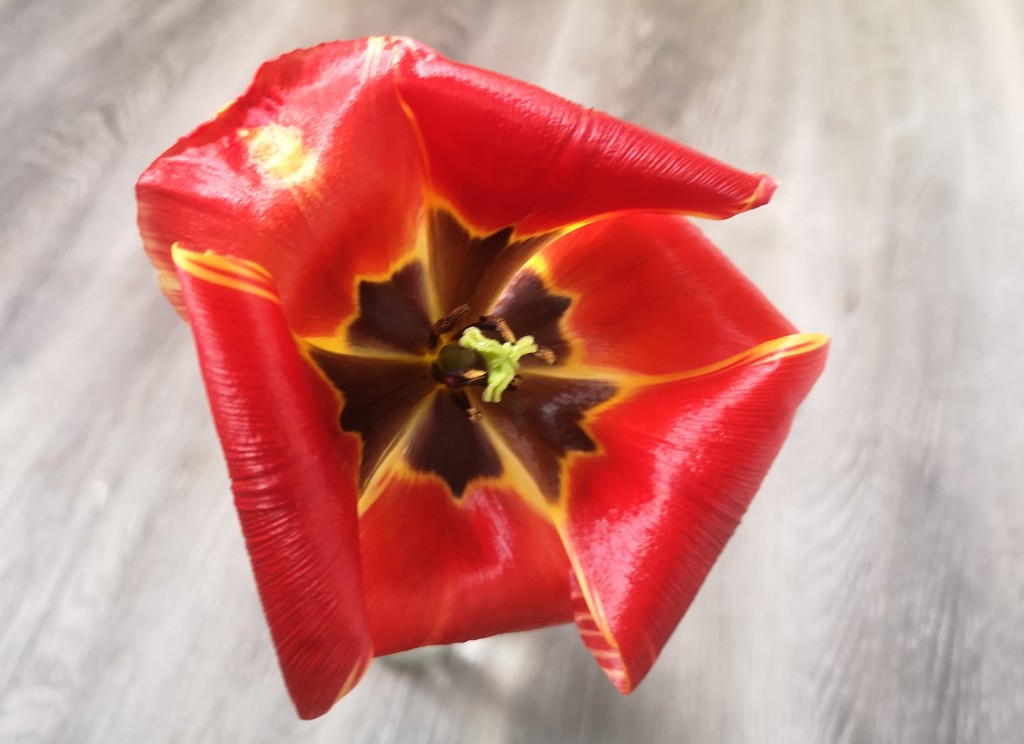 Tulip by plainjaneandnononsense