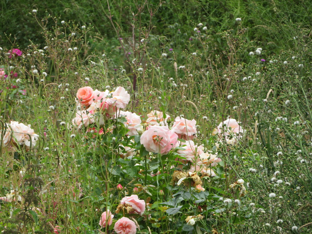 Rose garden by lellie