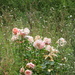 Rose garden by lellie
