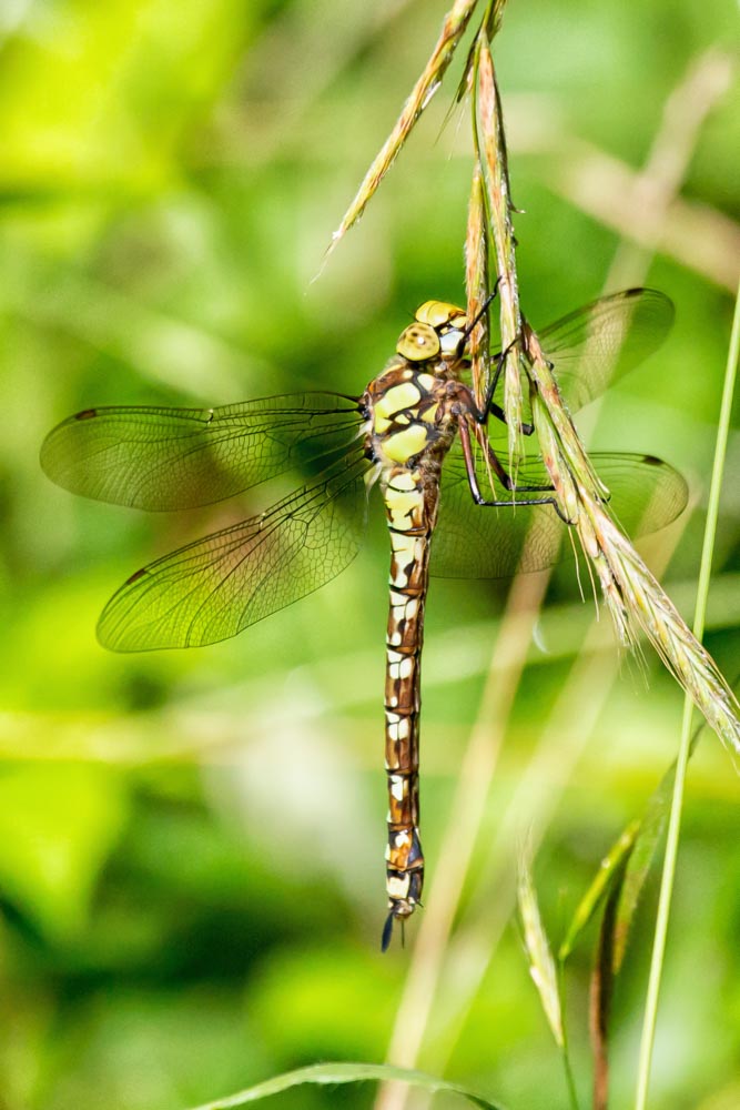 Common Hawker Dragonfly by Pam Knowler · 365 Project