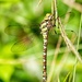 Common Hawker Dragonfly by pamknowler