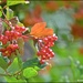 Berries by rosiekind