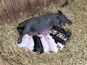 5th Aug 2019 -  Micro Pig and Piglets