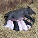 Micro Pig and Piglets by susiemc