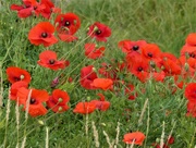 6th Aug 2019 - Poppies on Waste Ground