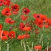 Poppies on Waste Ground by susiemc
