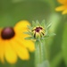 Black-Eyed Susan by paintdipper