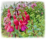 9th Aug 2019 - Hardy Fuschia 