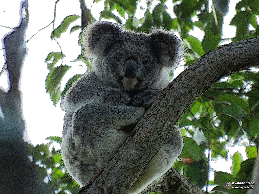 a little faffed up by koalagardens