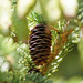 Sunlight and pine cone. by larrysphotos