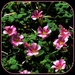 Pink Wood Sorrel...oxalis ~     by happysnaps