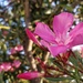Oleander by violetlady