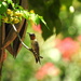 Ruby-throated hummingbird by homeschoolmom