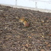 Chipmunk Eating Nut  by sfeldphotos