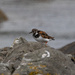 Turnstone by lifeat60degrees