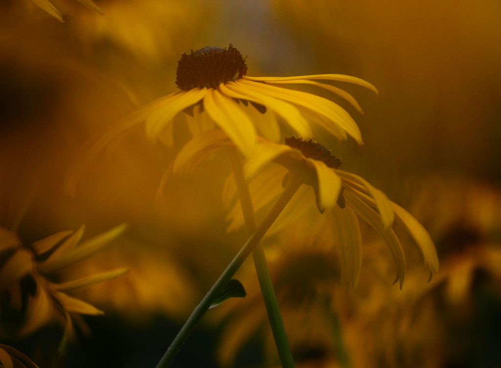 Surreal in yellow by jayberg