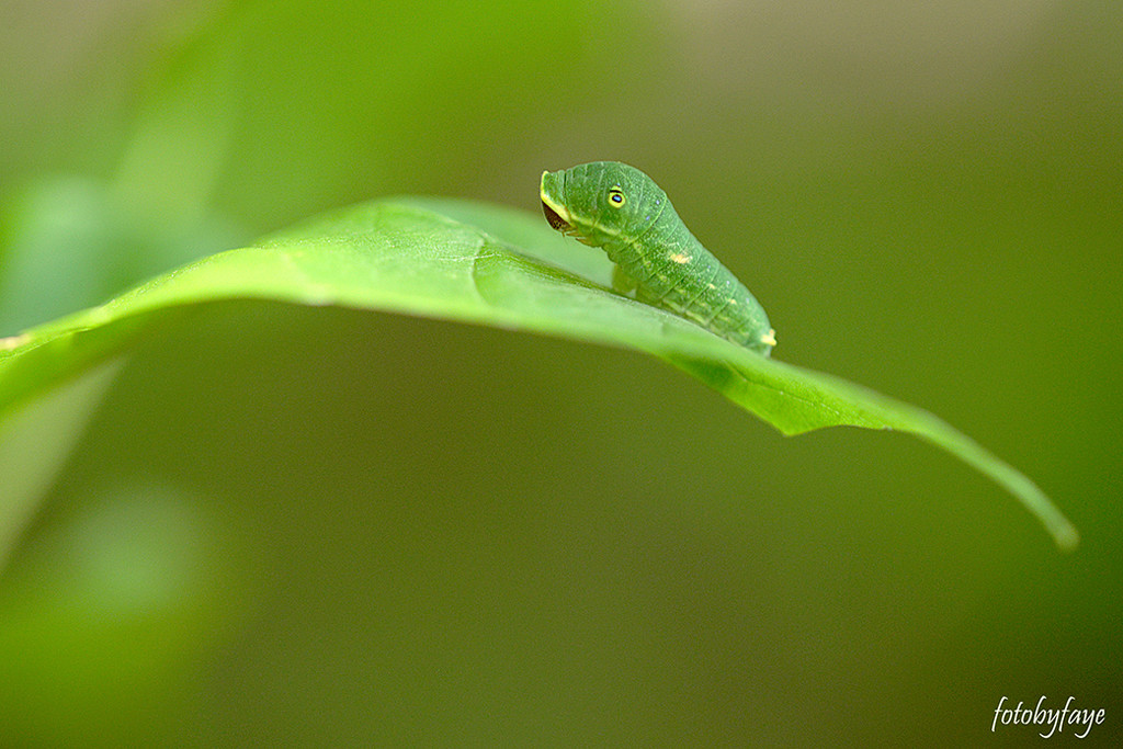 Little caterpillar! by fayefaye
