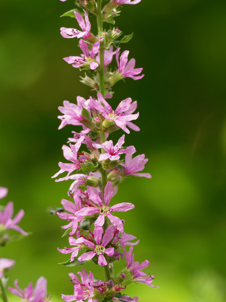 Loosestrife by rminer