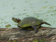 9th Aug 2019 - turtle closeup