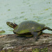 turtle closeup by rminer