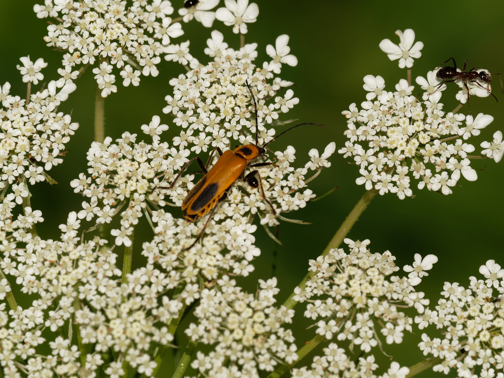 queen ann's lace and bug by rminer