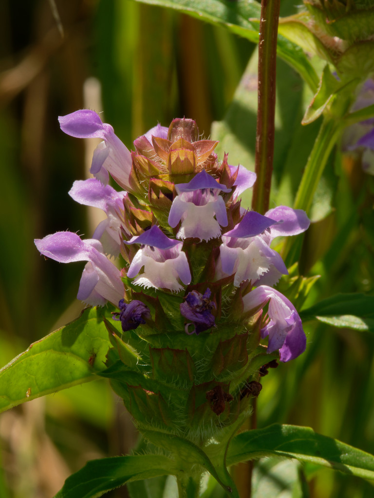 Common selfheal by rminer