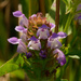 Common selfheal by rminer
